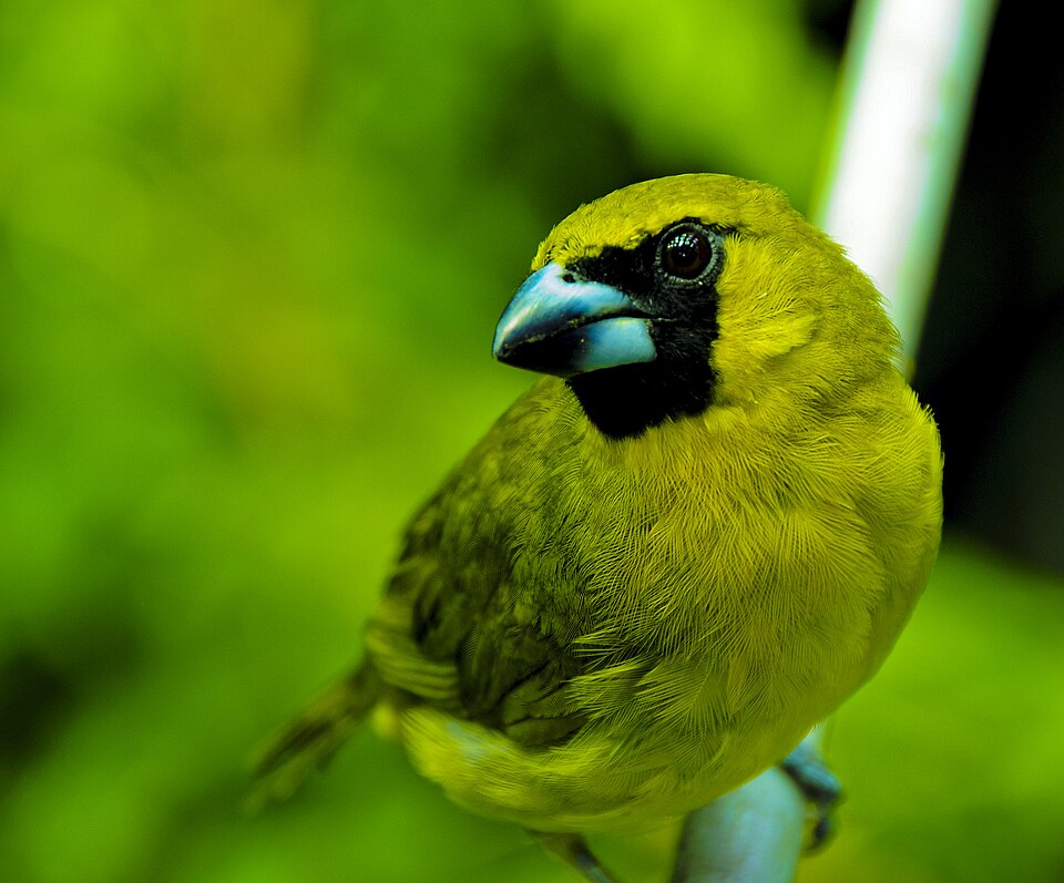 Yellow-green Grosbeak