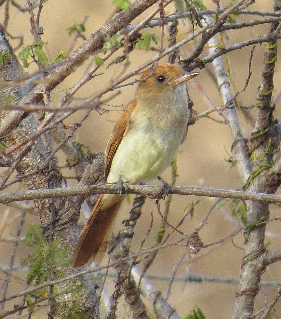 Ash-throated Casiornis