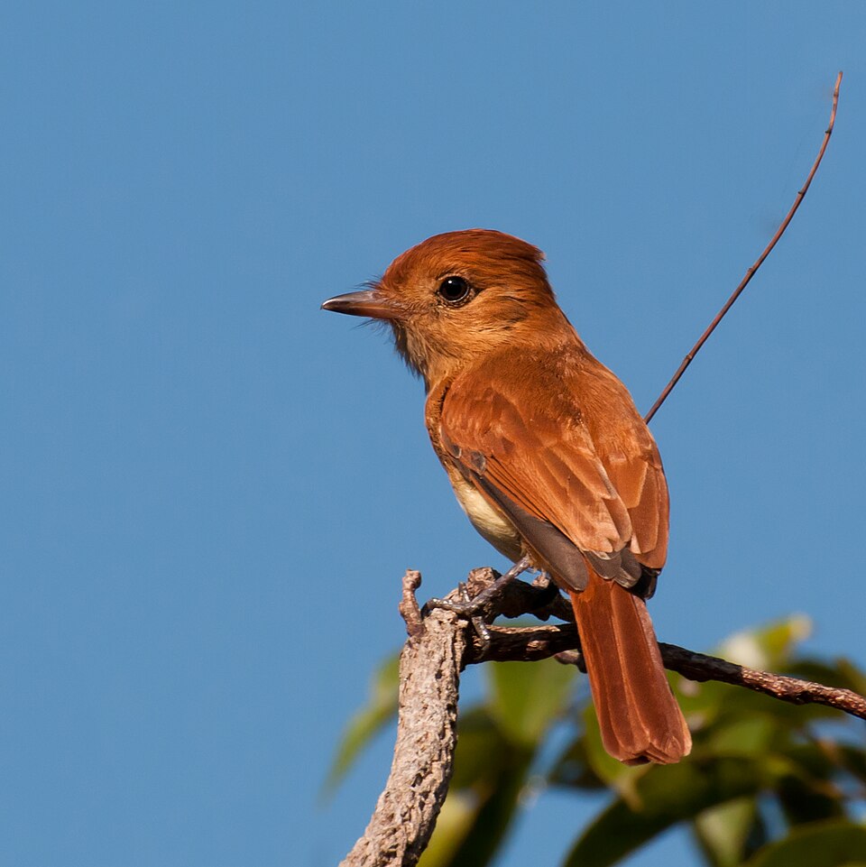 Rufous Casiornis