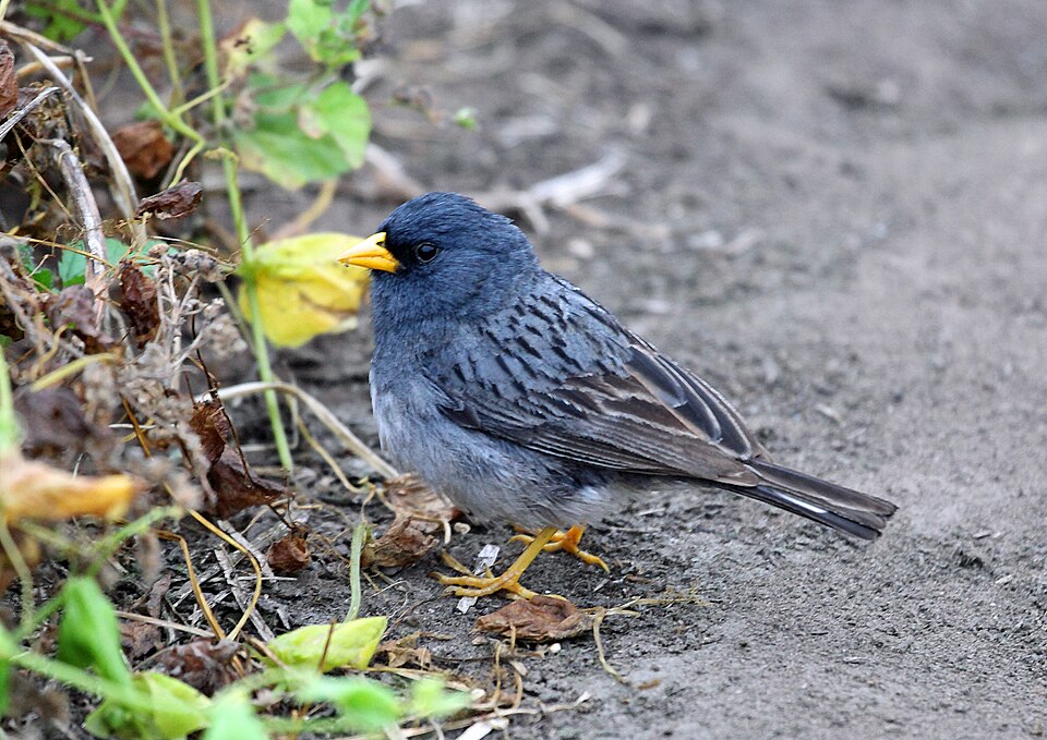Band-tailed Seedeater