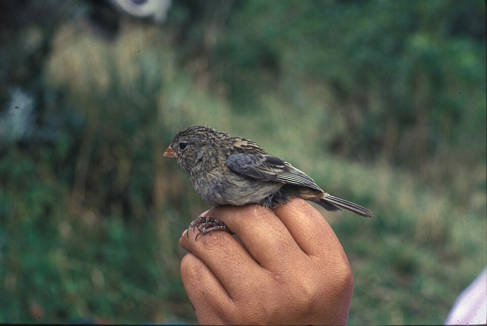 Plain-colored Seedeater