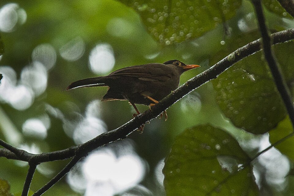 Sulawesi Thrush