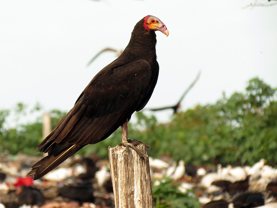 Lesser Yellow-headed Vulture