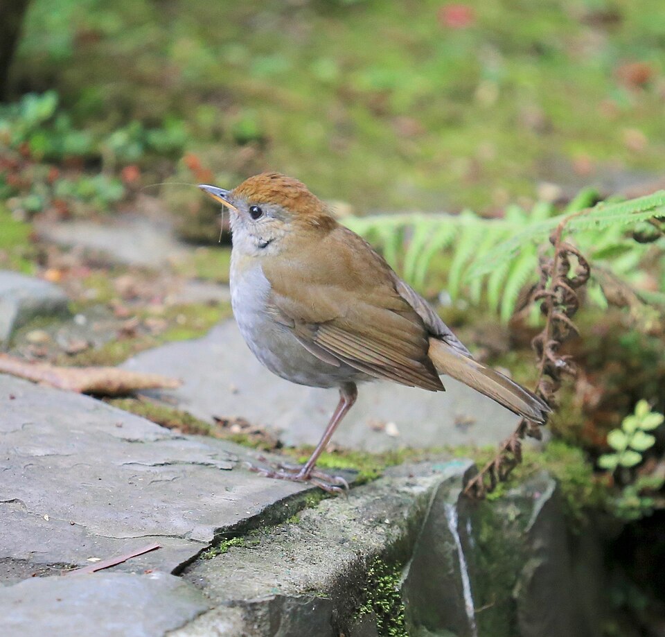 Ruddy-capped Nightingale-Thrush
