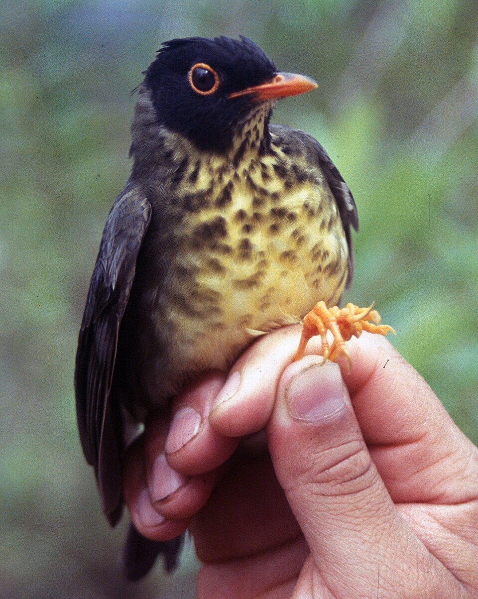 Speckled Nightingale-Thrush