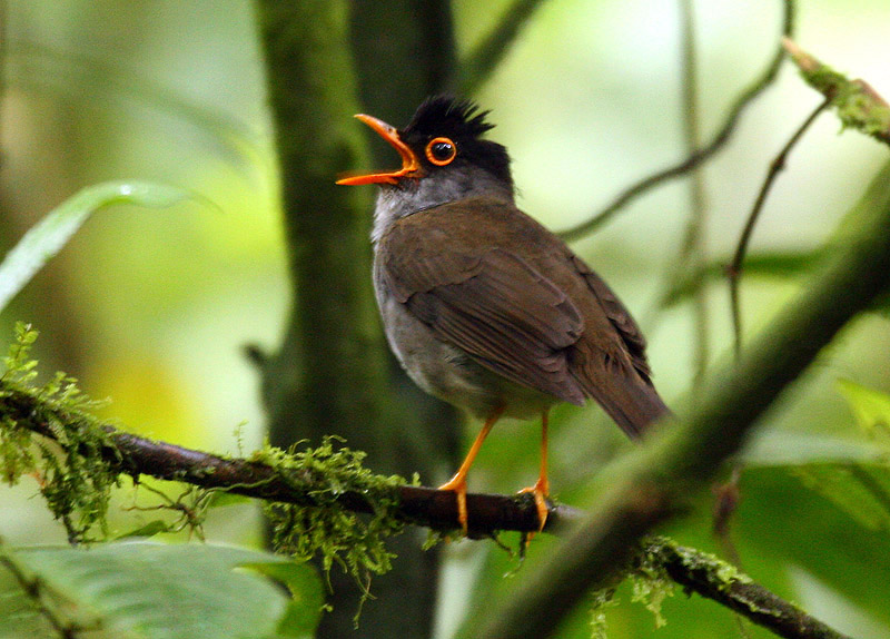 Black-headed Nightingale-Thrush