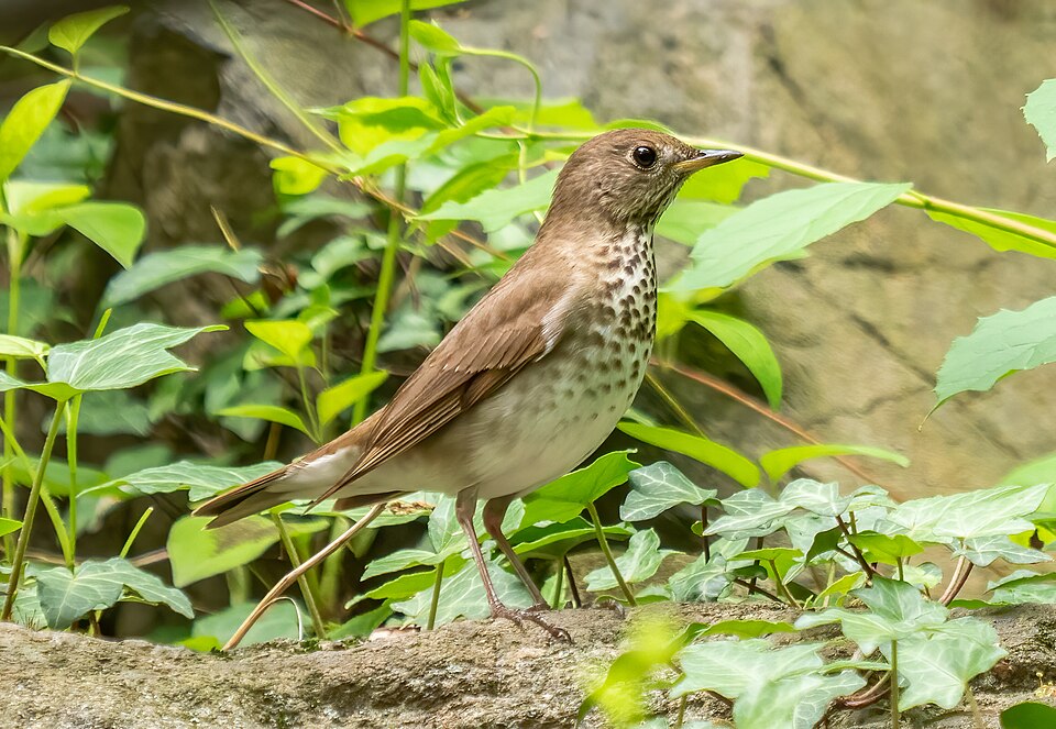 Grey-cheeked Thrush