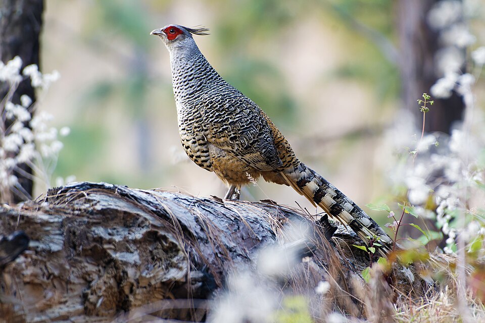 Cheer Pheasant