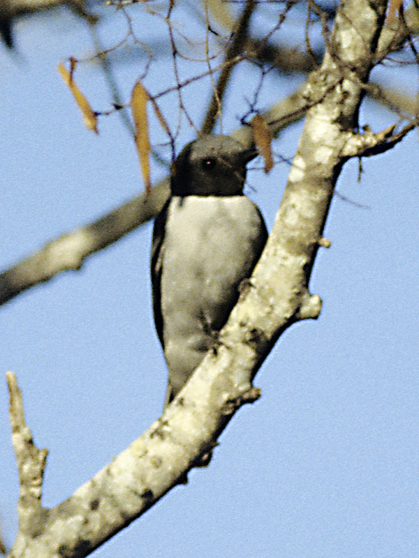 Madagascar Cuckooshrike
