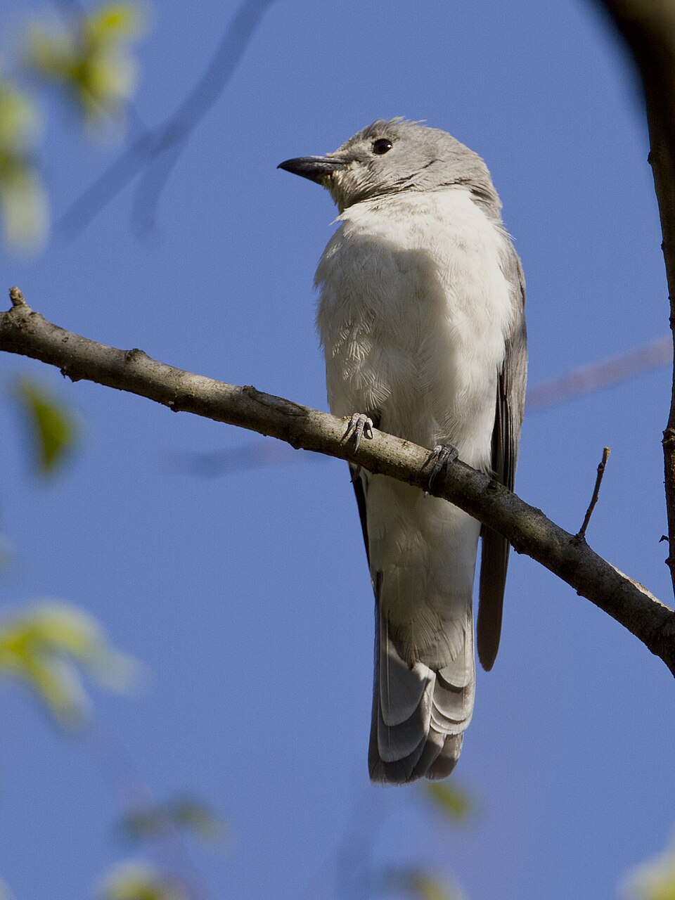 White-breasted Cuckooshrike