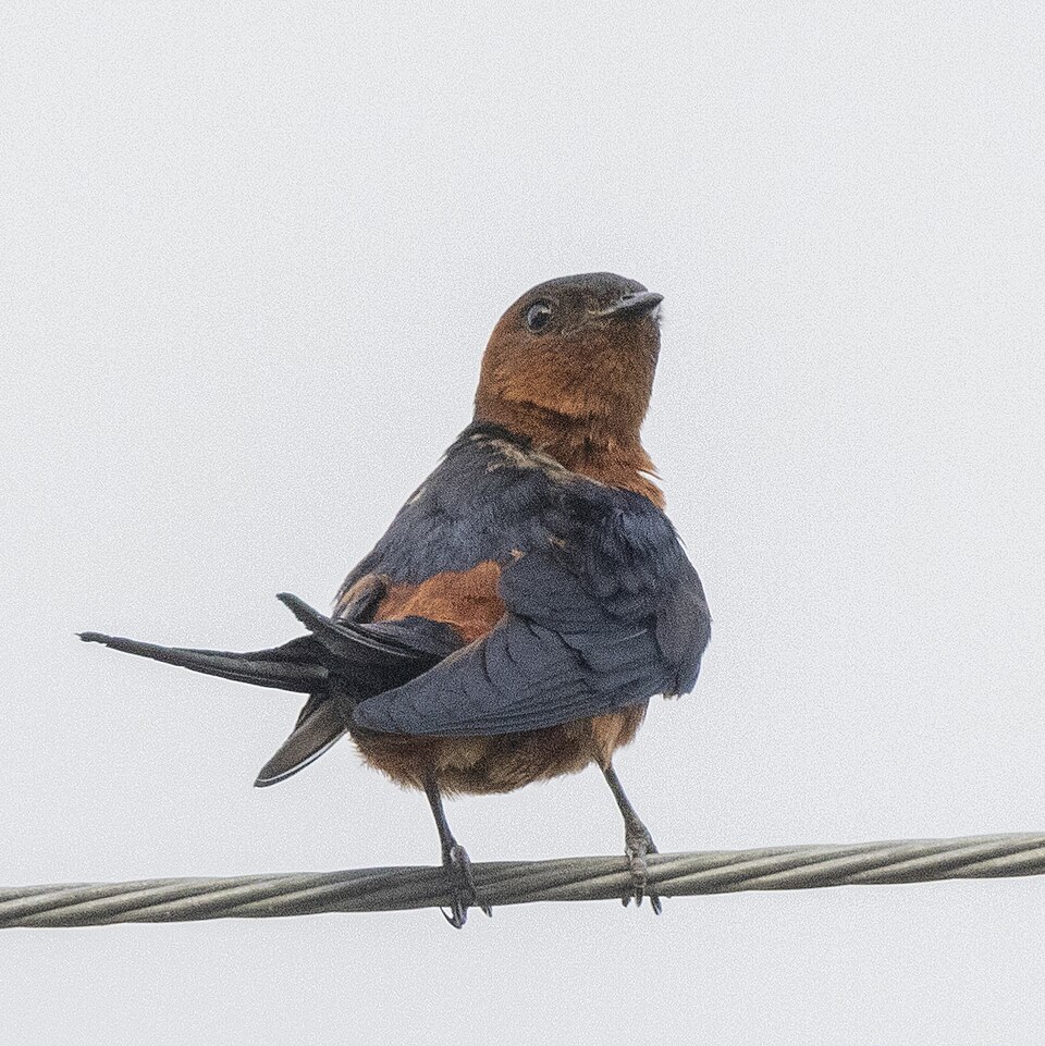 Rufous-bellied Swallow