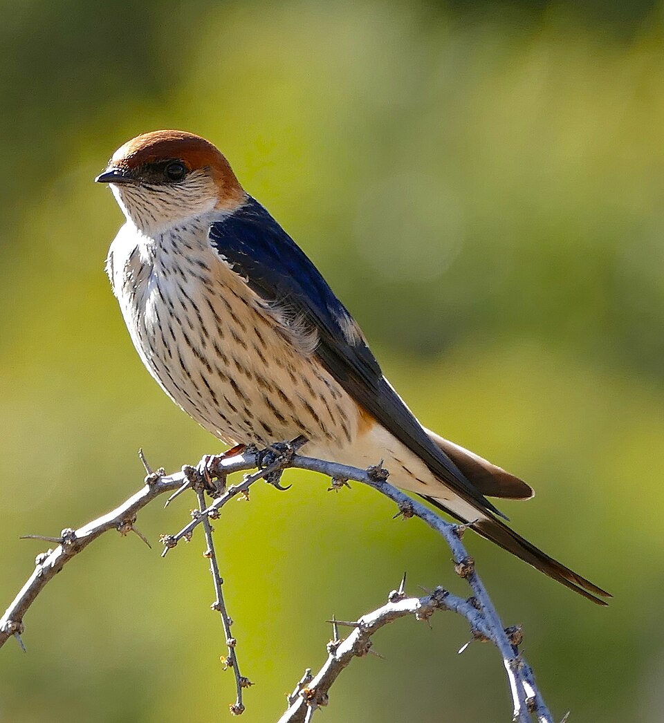 Greater Striped Swallow