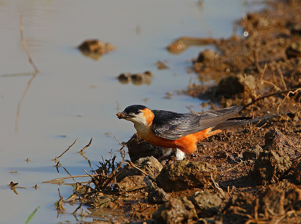 Mosque Swallow
