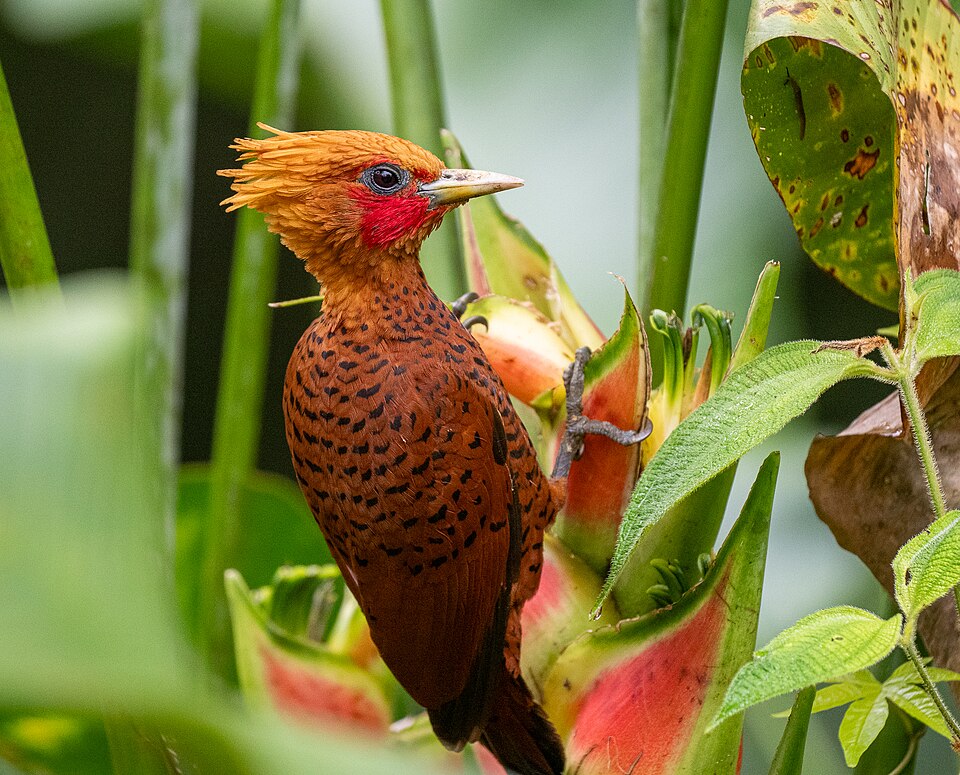 Chestnut-colored Woodpecker
