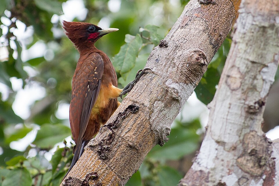 Chestnut Woodpecker