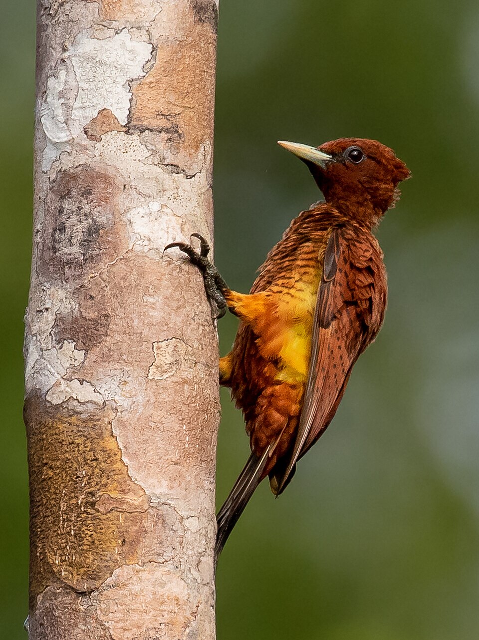 Scaly-breasted Woodpecker