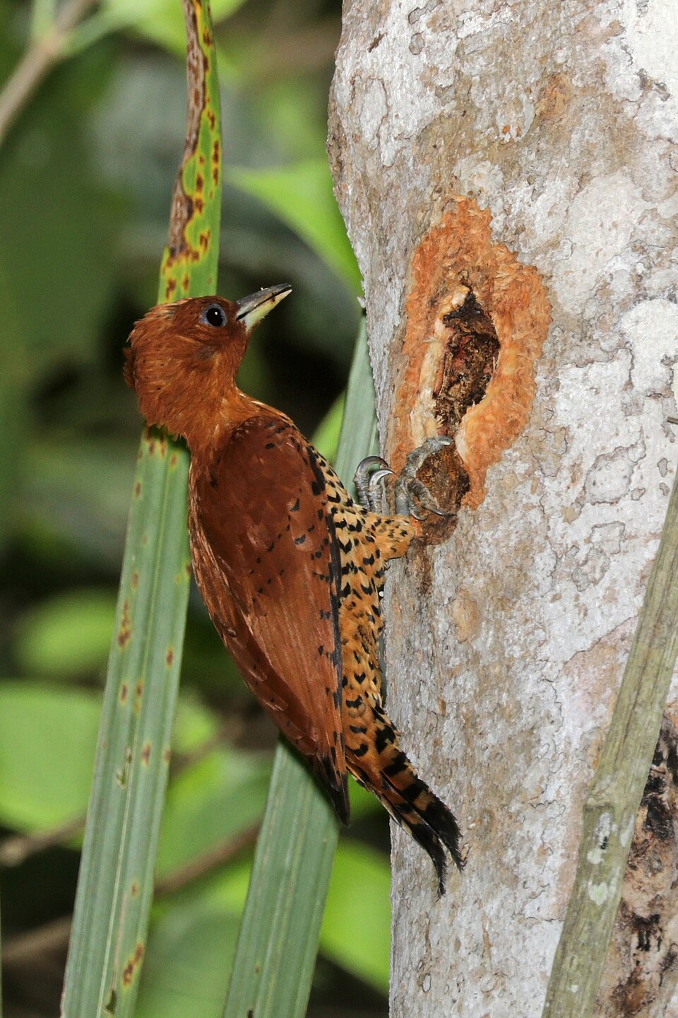 Cinnamon Woodpecker