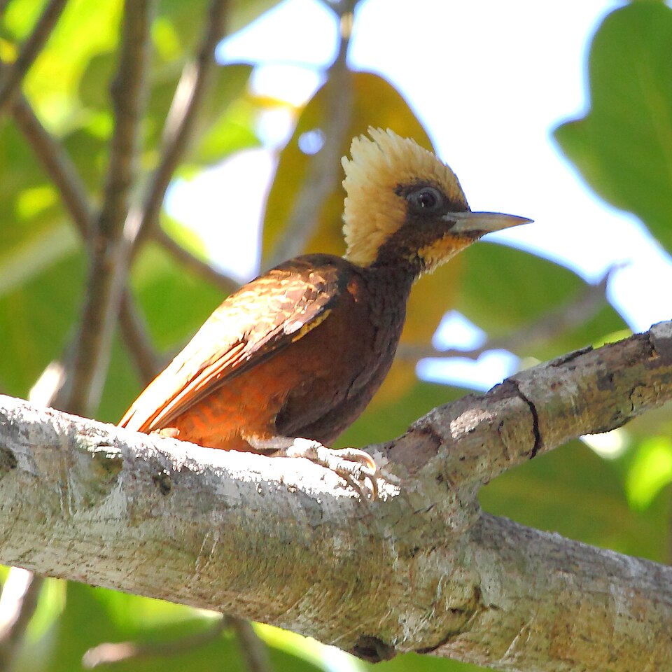 Pale-crested Woodpecker
