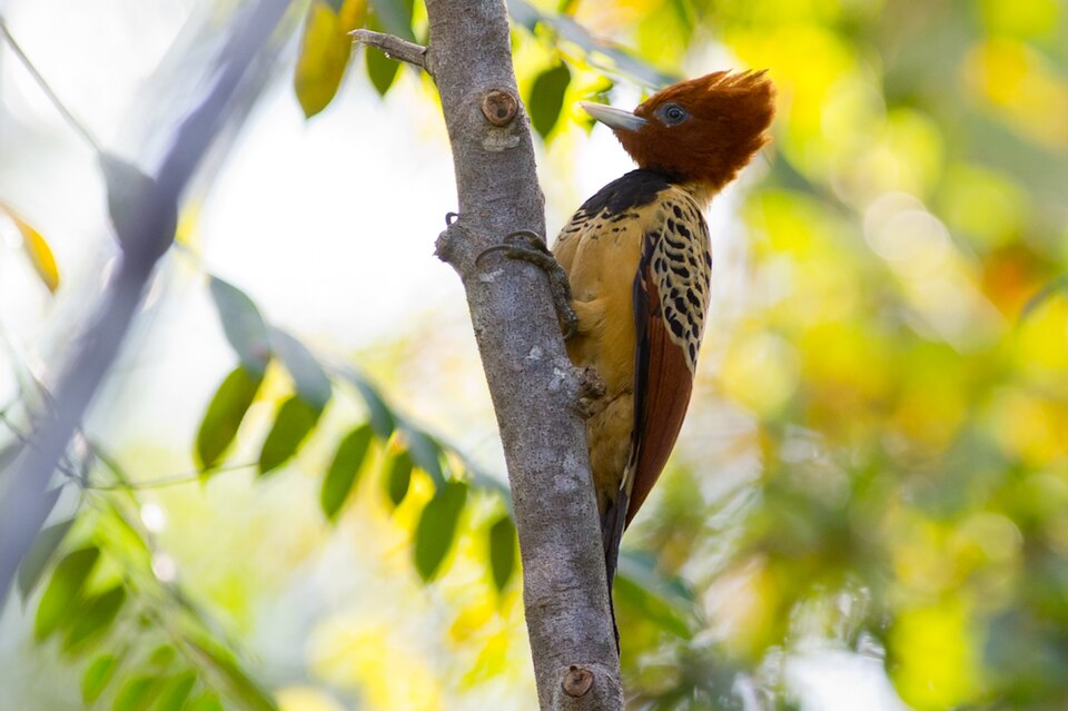 Kaempfer's Woodpecker