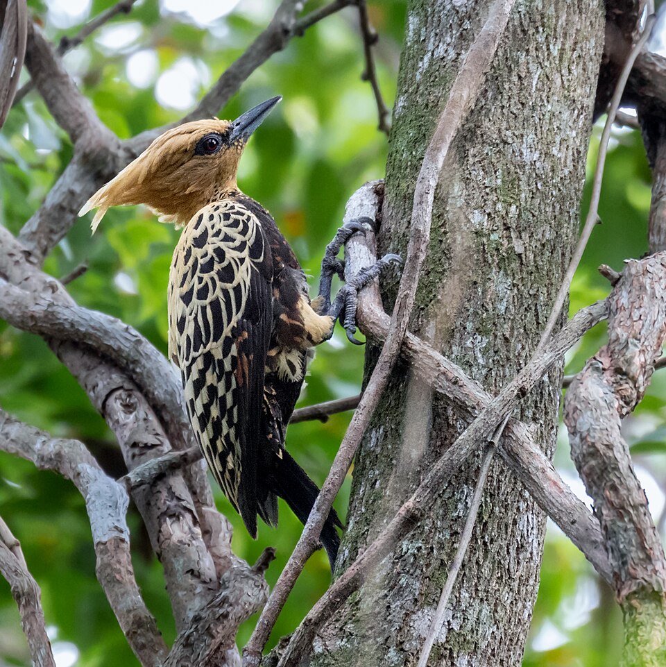 Ochre-backed Woodpecker