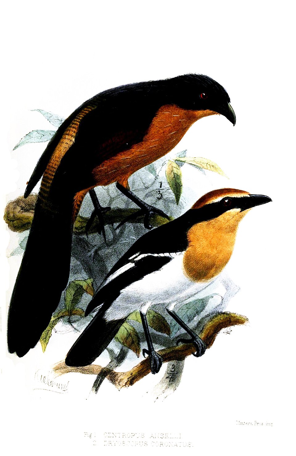 Gabon Coucal