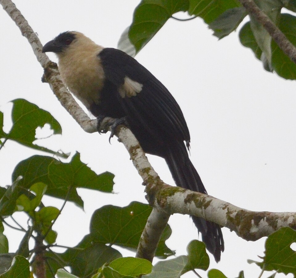 White-necked Coucal