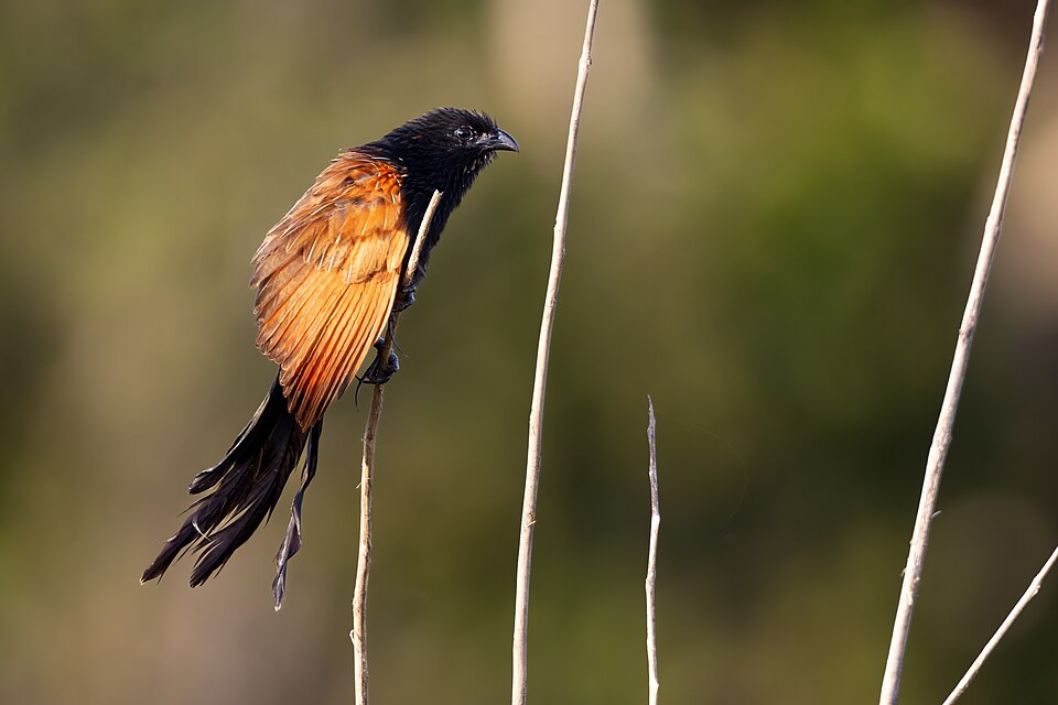Lesser Coucal