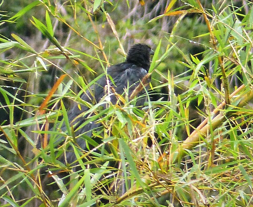 Black-billed Coucal