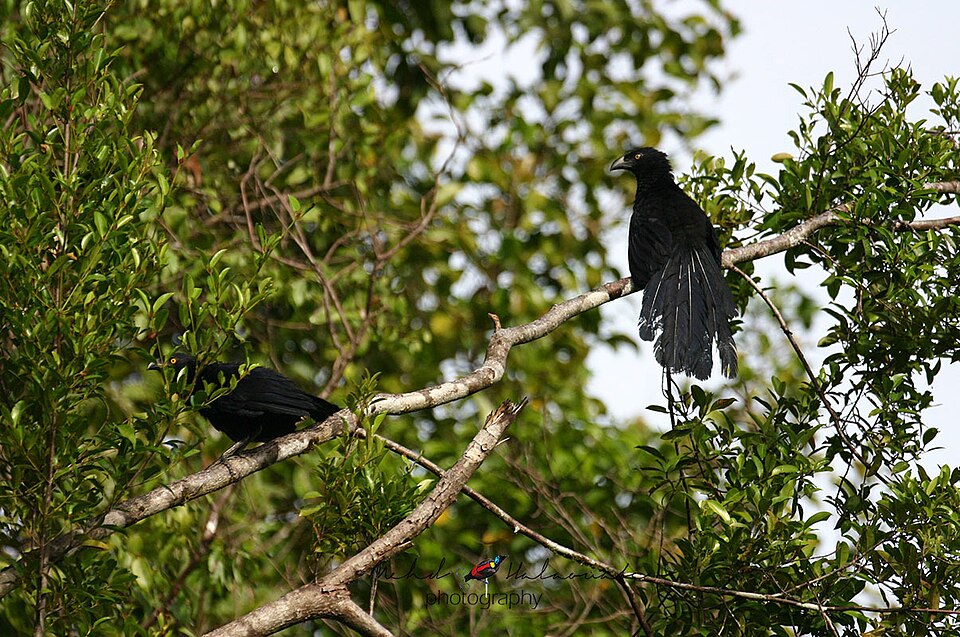 Biak Coucal