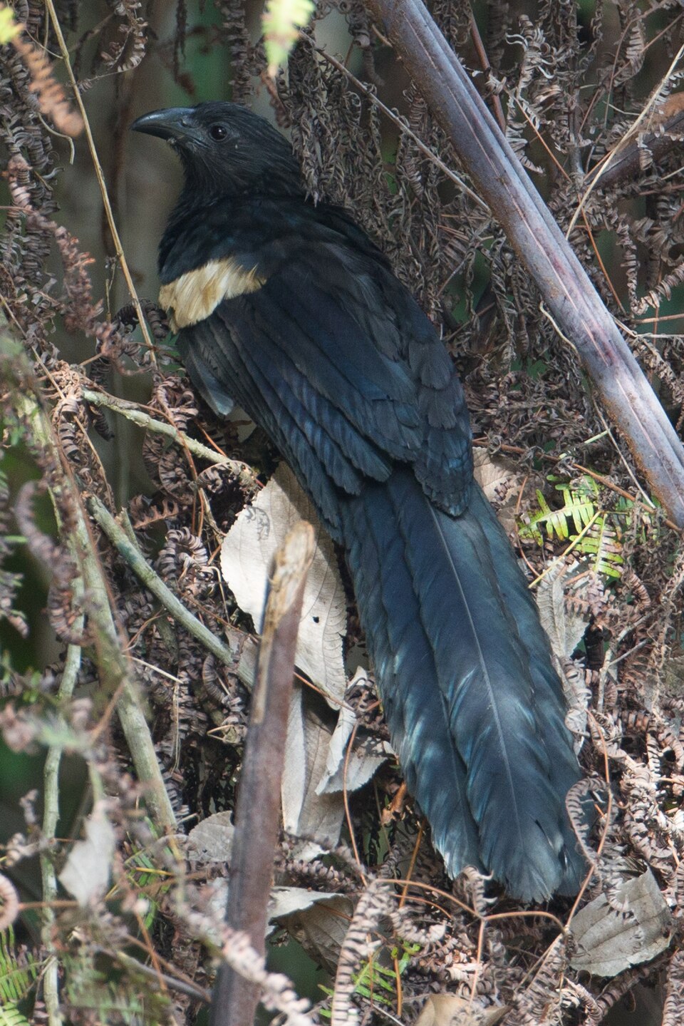 Goliath Coucal