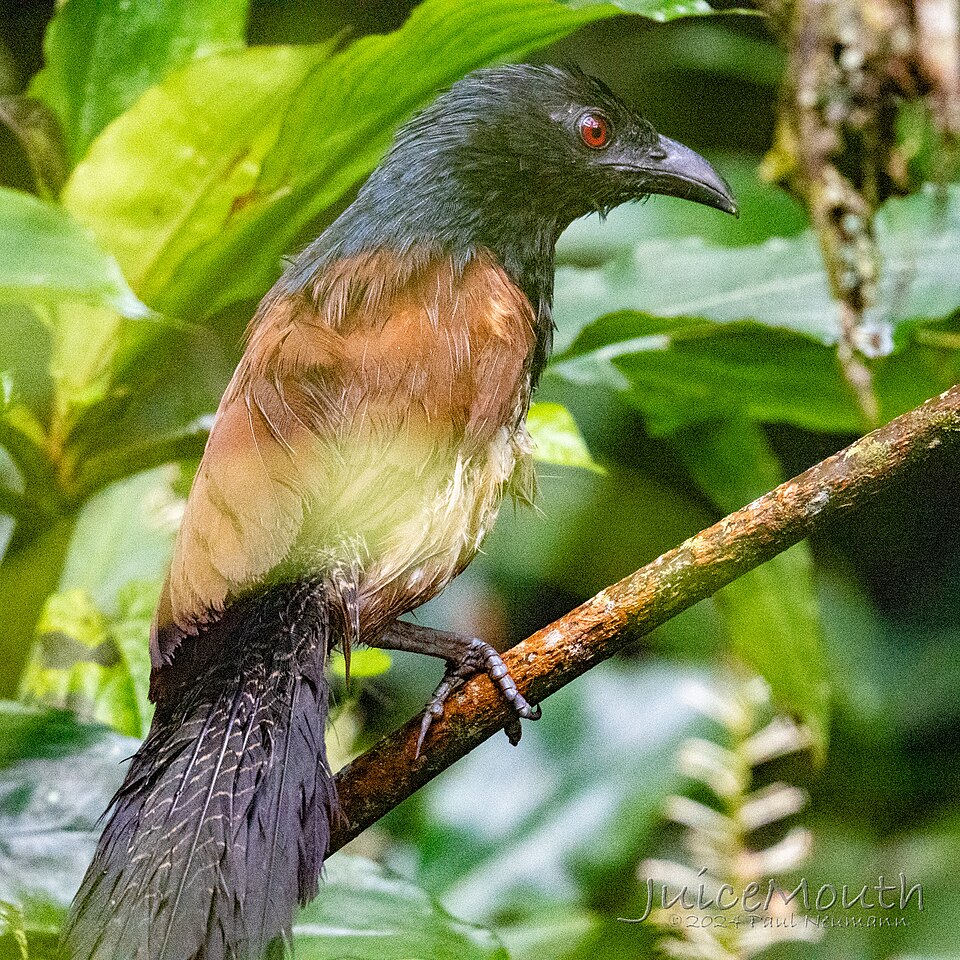 Black-throated Coucal