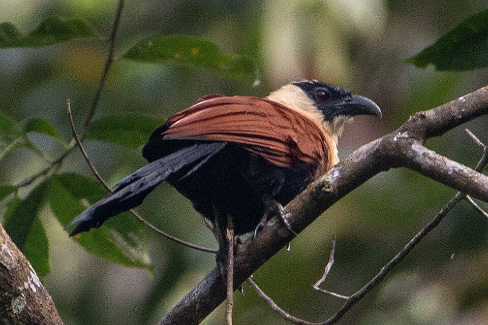 Black-faced Coucal