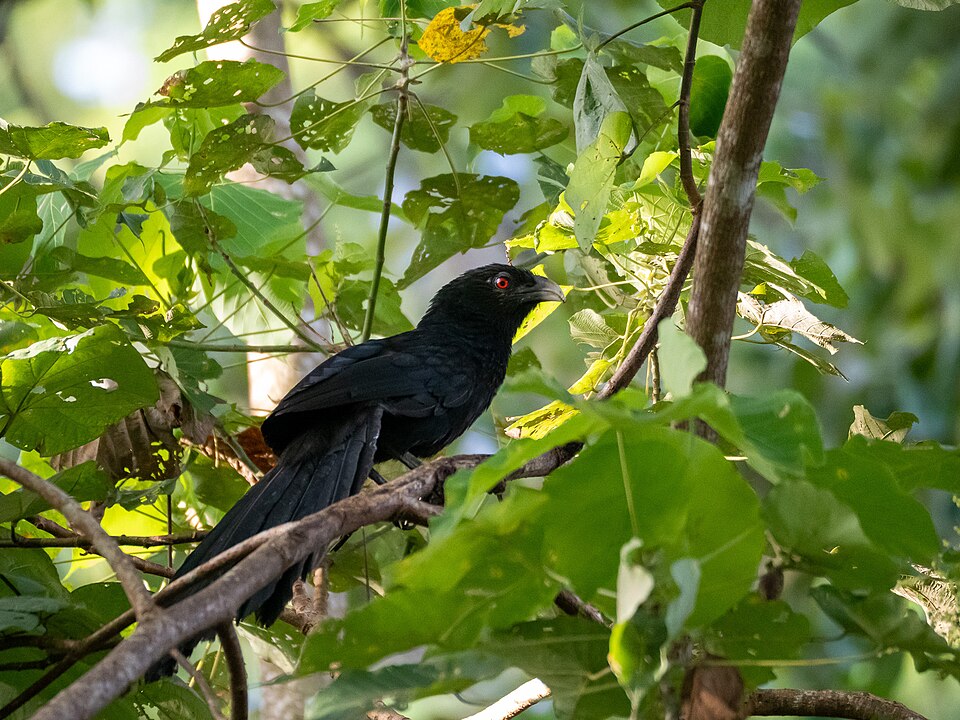 Ivory-billed Coucal