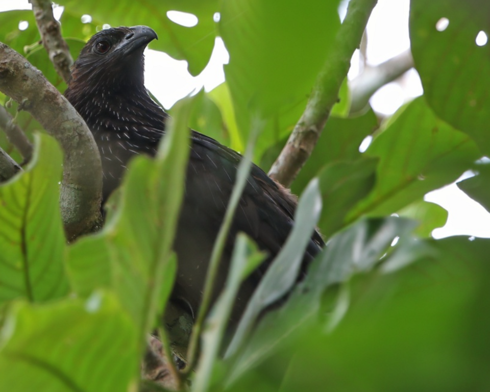 Kai Coucal