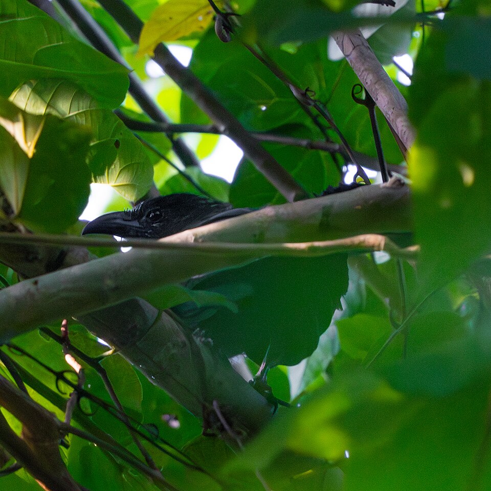 Black-hooded Coucal