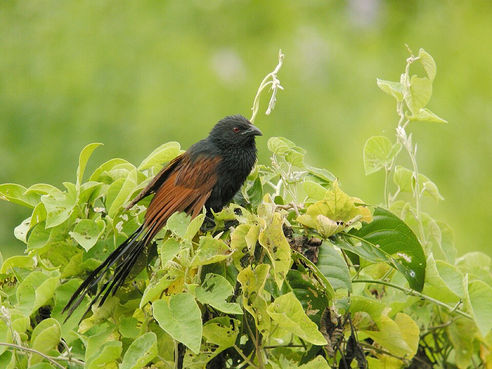 Malagasy Coucal