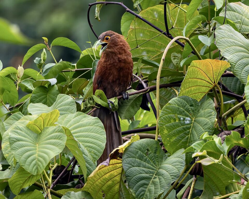 Rufous Coucal