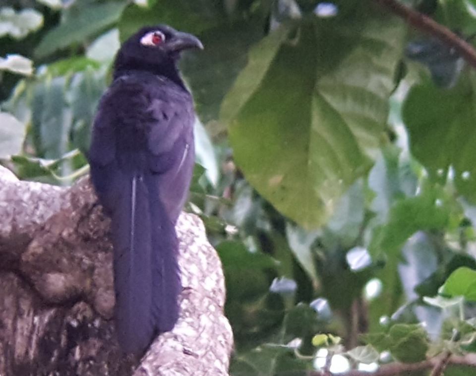 Violaceous Coucal