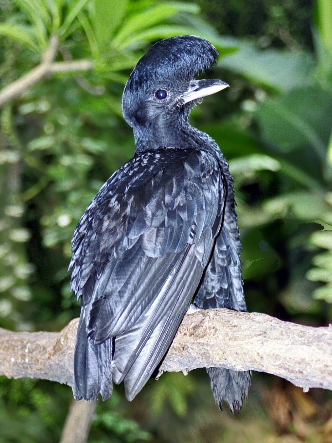 Long-wattled Umbrellabird