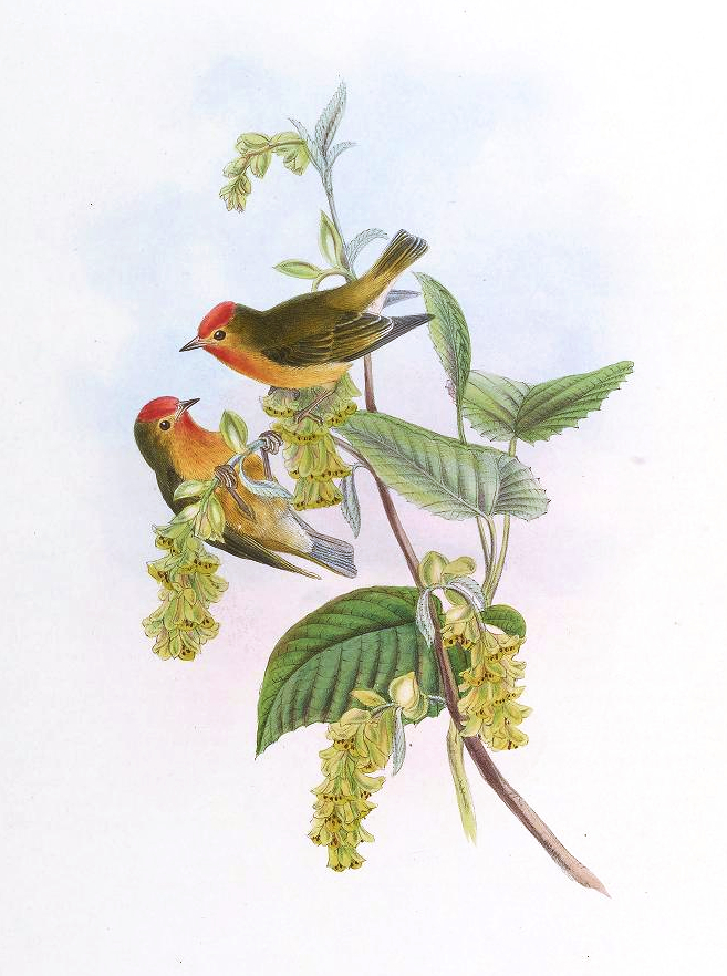 Fire-capped Tit