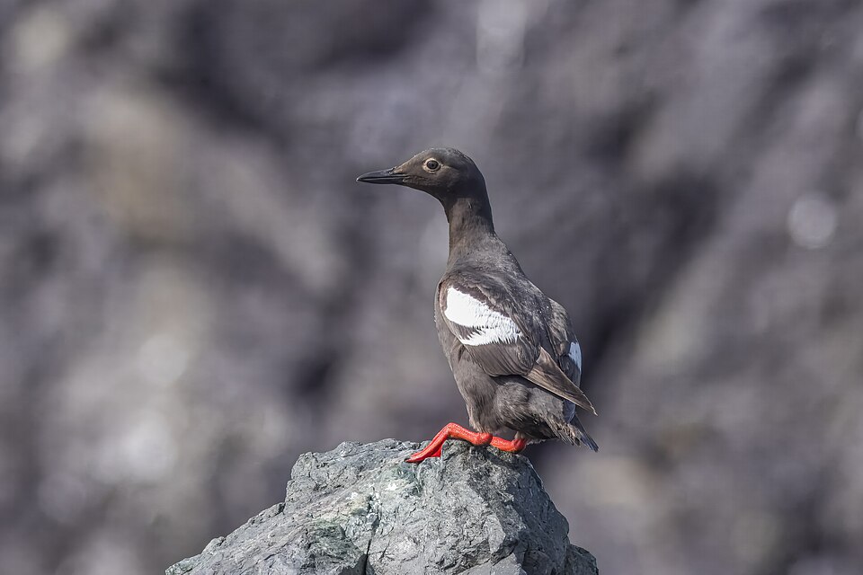 Pigeon Guillemot