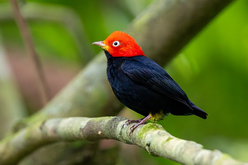 Red-capped Manakin