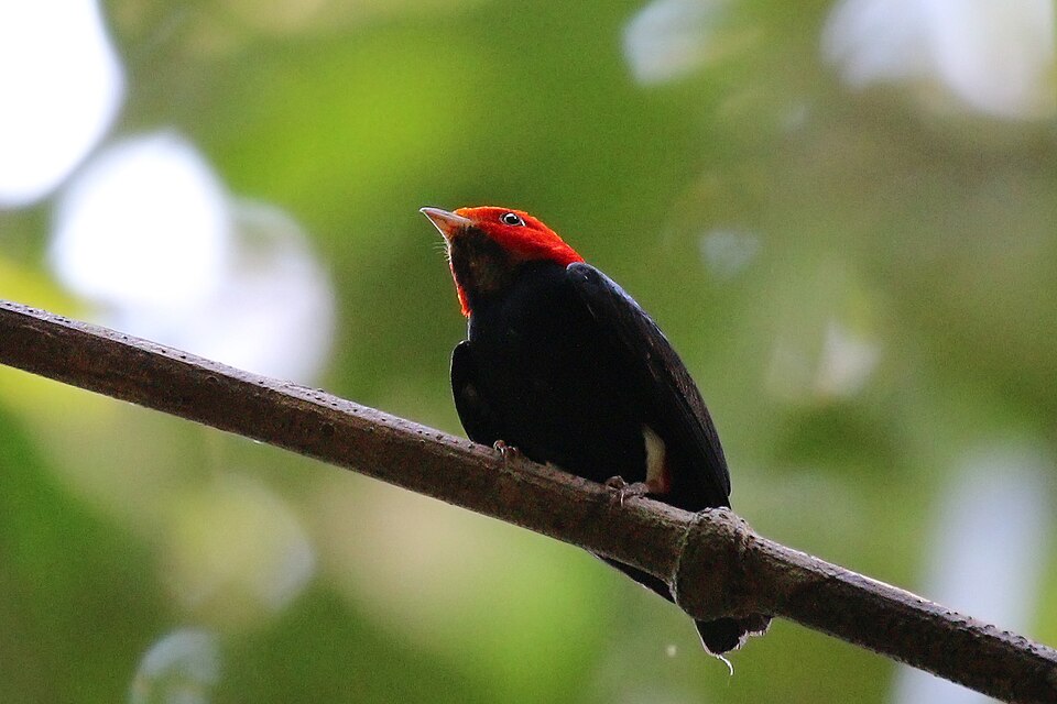 Red-headed Manakin