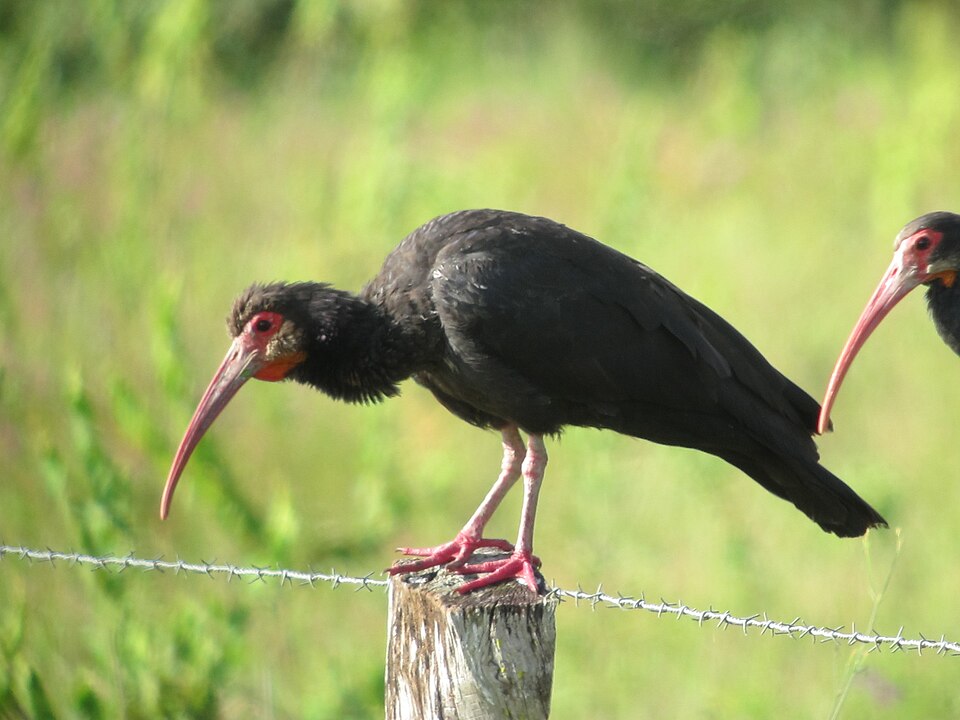 Sharp-tailed Ibis