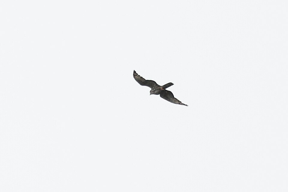 Barred Long-tailed Cuckoo
