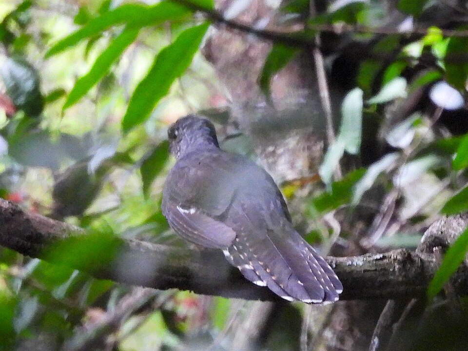 Olive Long-tailed Cuckoo