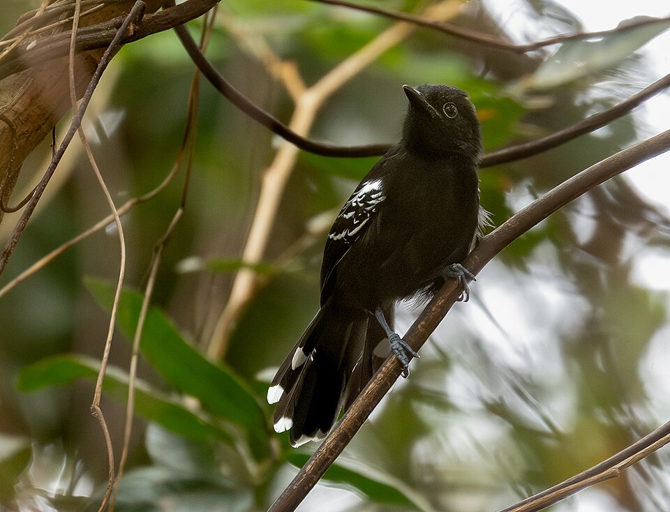 Rio Branco Antbird