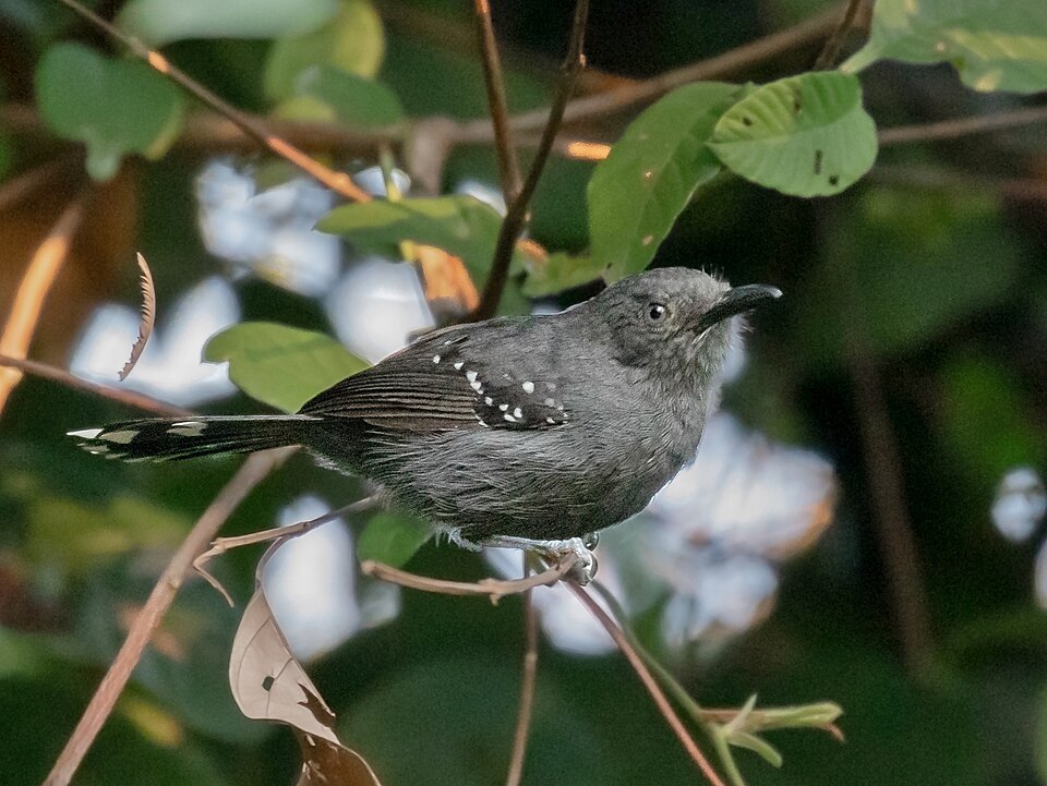 Grey Antbird