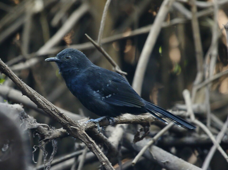 Mato Grosso Antbird