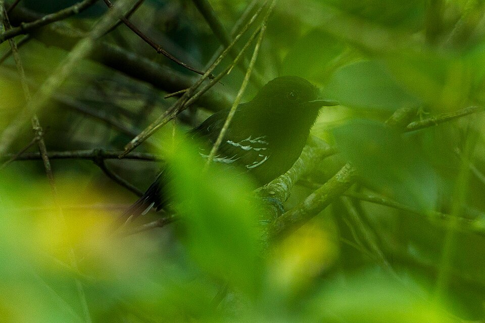 Jet Antbird